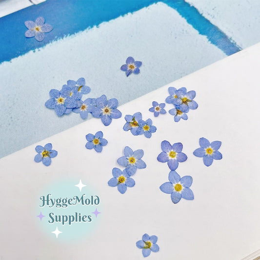 20 pc Pressed Forget-me-not Flowers in a pot