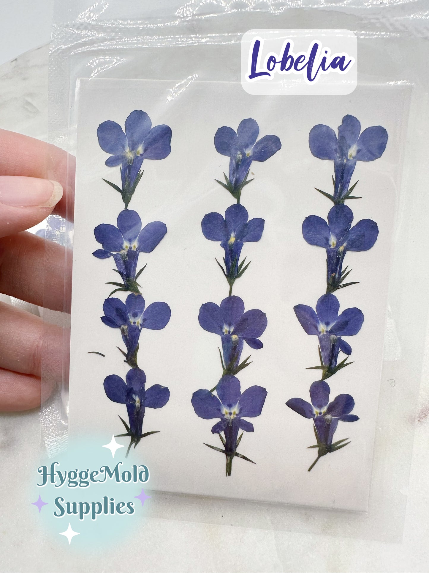Pressed Blue Lobelia Flowers