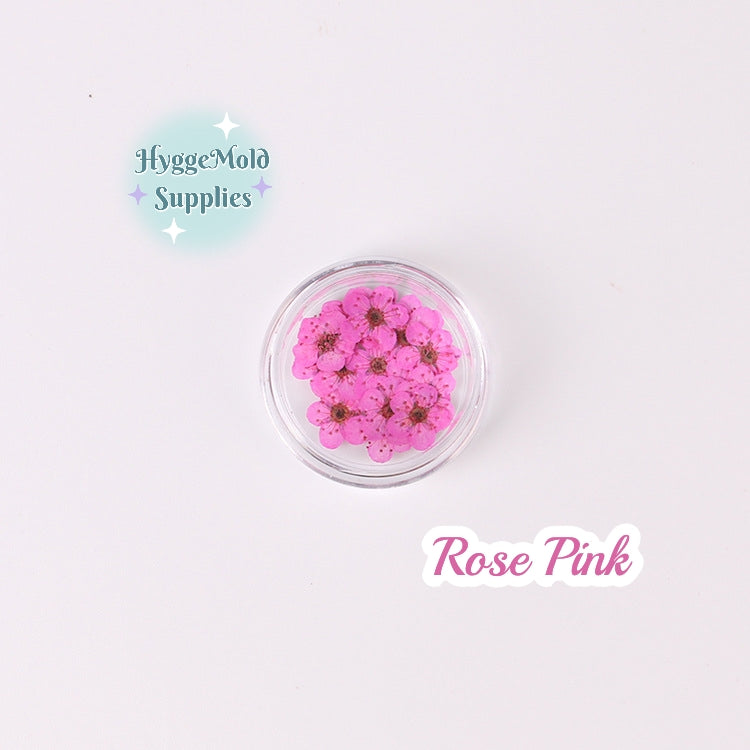 20 Pcs Mini Pressed Flowers Pot