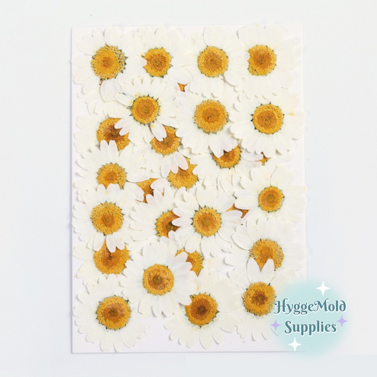 10 Pcs Pressed White Daisies