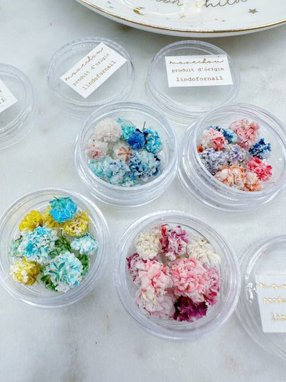 Mini Hydrangea Dried Flowers in a pot (Paris)