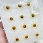 12pcs pressed small white daisies pack