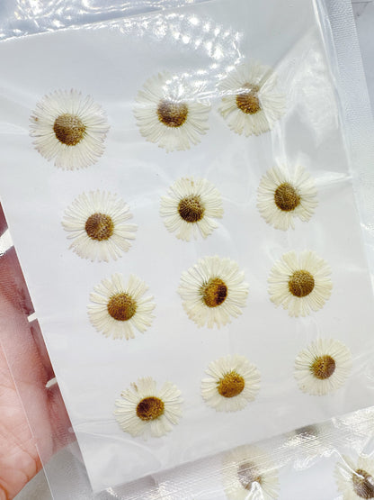 12pcs pressed small white daisies pack