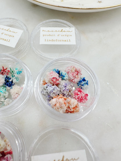 Mini Hydrangea Dried Flowers in a pot (Paris)