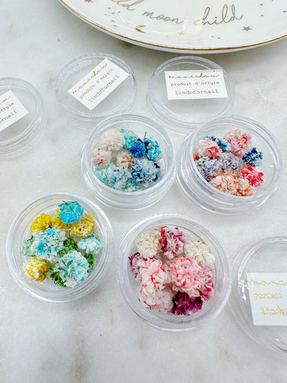 Mini Hydrangea Dried Flowers in a pot (Paris)