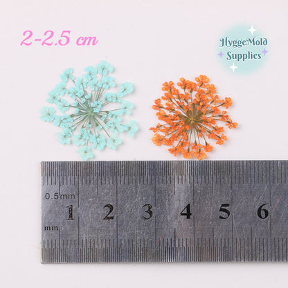 12pcs Pressed Lace Flowers Choose the Colour