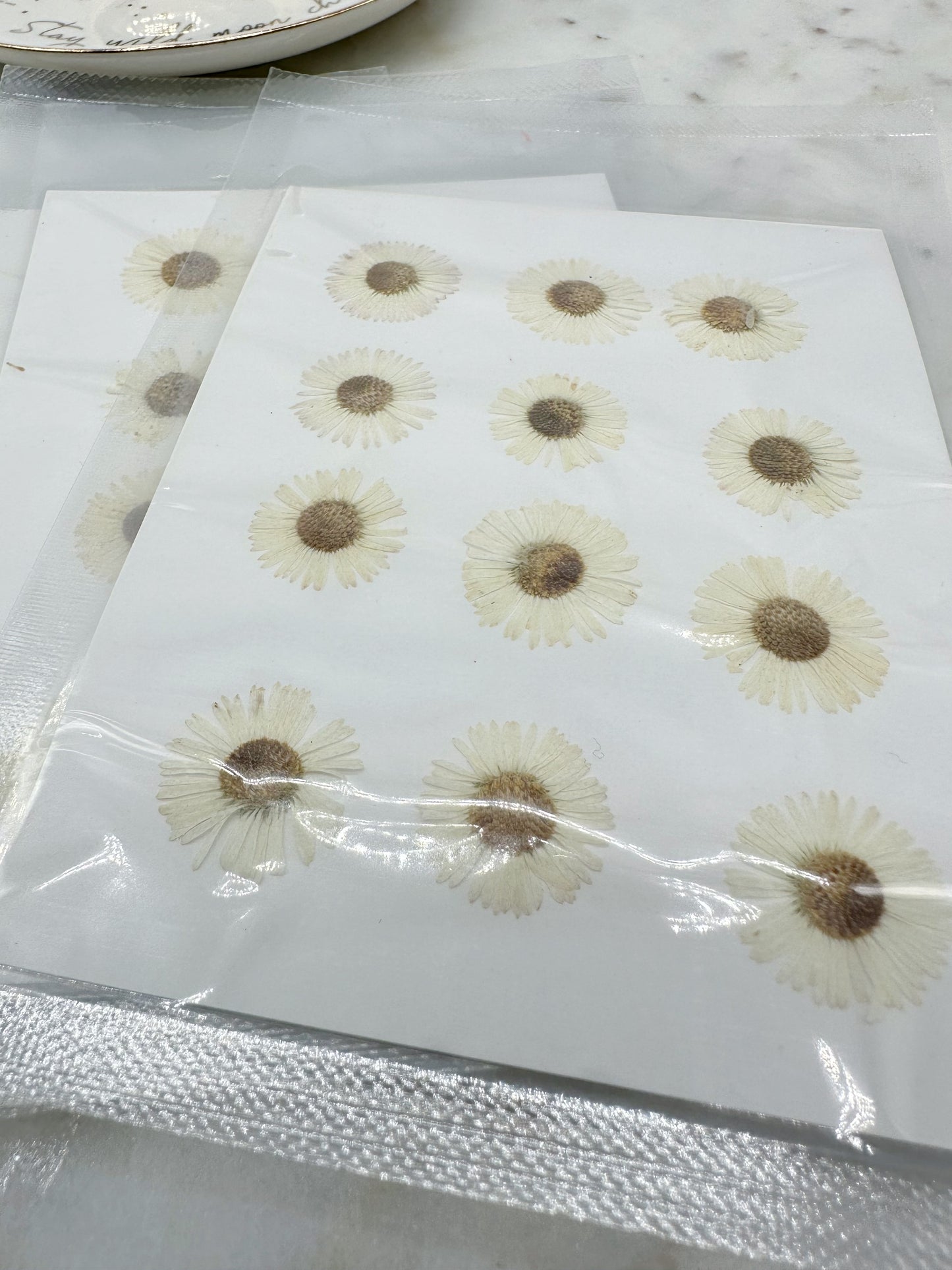 12pcs pressed small white daisies pack