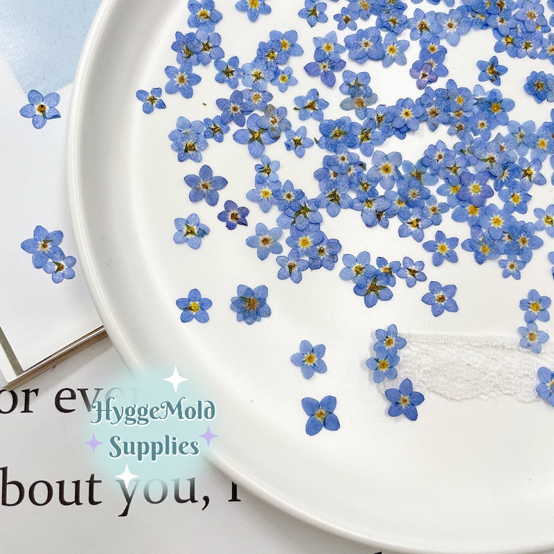 20 pc Pressed Forget-me-not Flowers in a pot