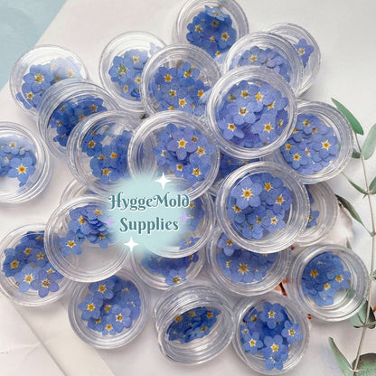 20 pc Pressed Forget-me-not Flowers in a pot