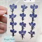 Pressed Blue Lobelia Flowers