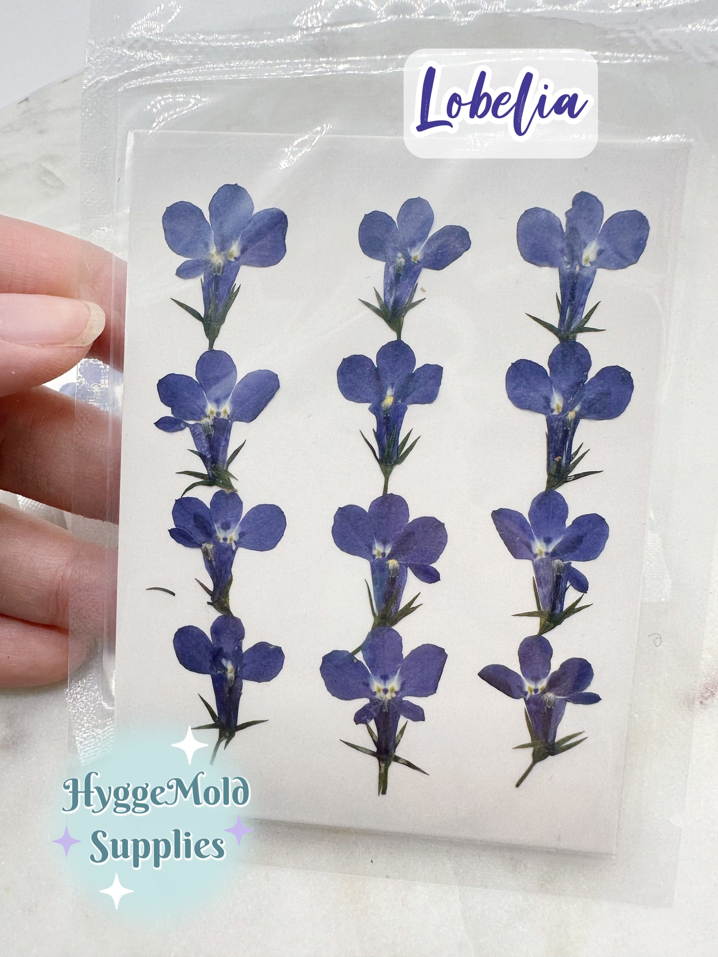 Pressed Blue Lobelia Flowers