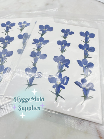 Pressed Blue Lobelia Flowers